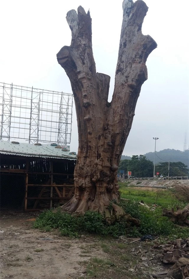 Dai gia so huu “bau vat” Loai go quy nga gia trieu do khong ban-Hinh-2