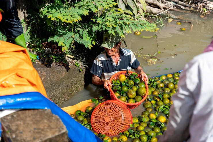 Mua cam dang o Vinh Long khi gia giam sau chi con 2.000 dong/kg