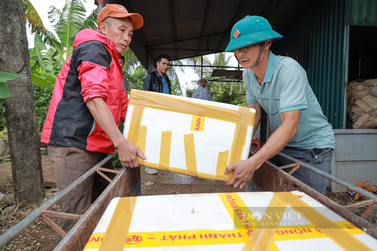 Theo người dân tại đây, dù nhiều nơi cũng có rươi, nhưng rươi Tứ Kỳ là ngon nhất, con rươi cầm vào không bao giờ bị vỡ, nhiều bột và không nặng mùi tanh.