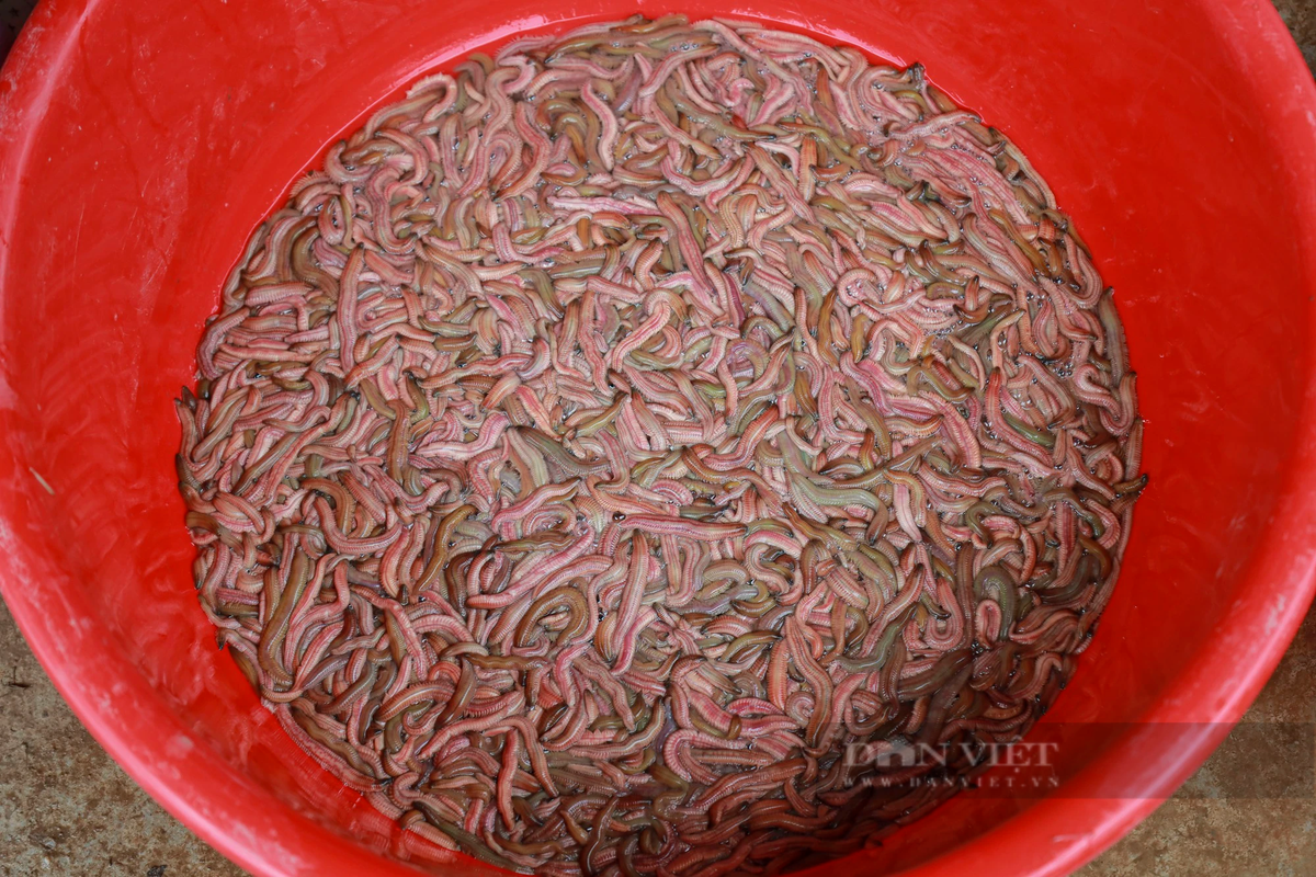 Ông Phạm Văn Tơ (thôn An Định, xã An Thanh, huyện Tứ Kỳ, tỉnh Hải Dương), chủ hộ làm nghề vớt rươi đã hơn 10 năm cho biết, vào mùa rươi, có ngày gia đình ông khai thác được khoảng 7 tạ, tính ra một ngày thu nhập khoảng 200 triệu đồng.