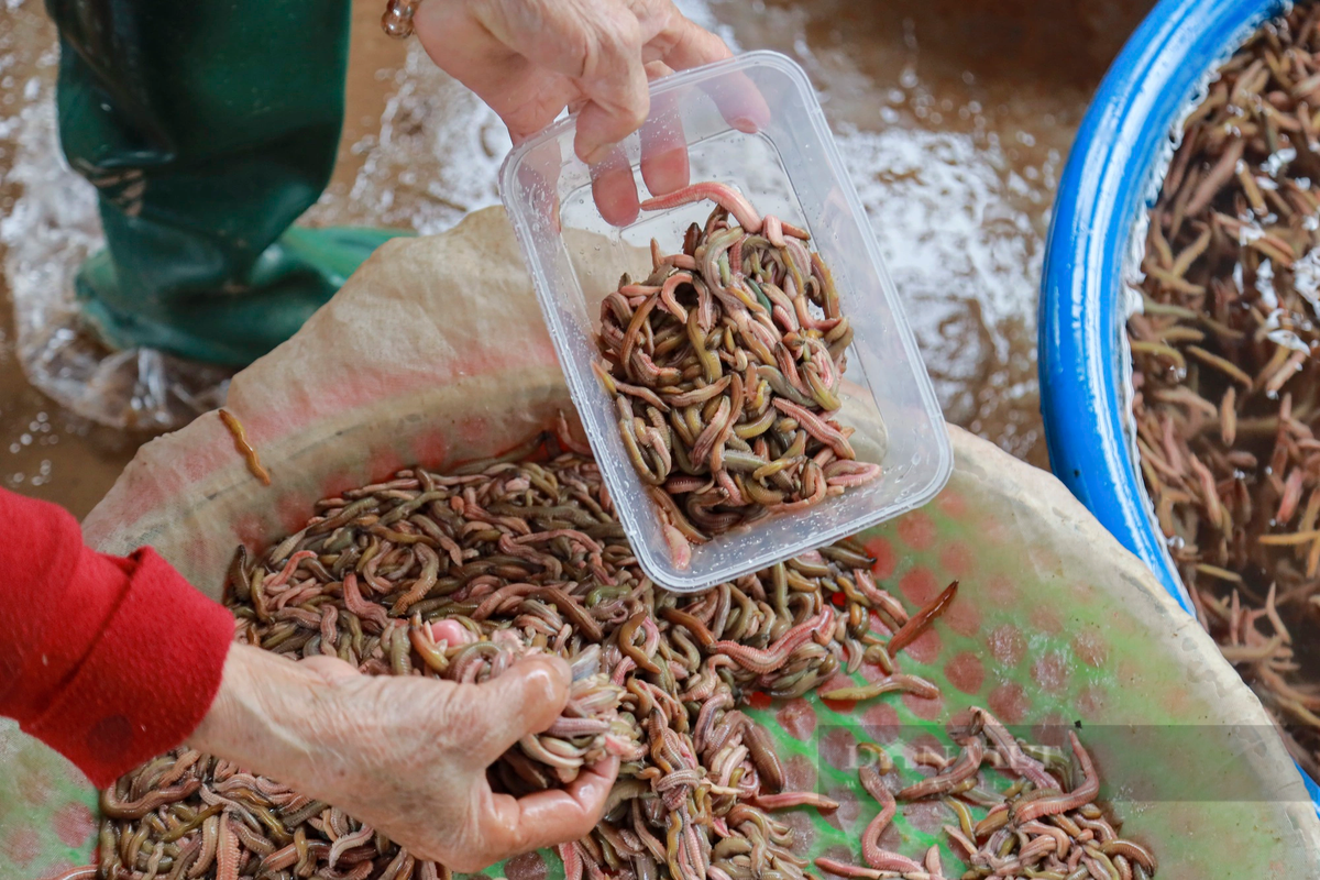 Theo kinh nghiệm của gia đình ông Tơ, rươi tháng 9 (Âm lịch) thường sẽ xanh hơn, không được đẹp như rươi thu hoạch ban ngày, rươi tháng 10 (Âm lịch) là ngon nhất trong năm, không bị mặn nên con rươi không bị vỡ dập, màu sắc đẹp mắt. Còn rươi tháng 11 (Âm lịch) thường là rươi nước mặn về nhiều nên sẽ bị dập hơn. Tuy nhiên sản lượng của tháng 9, 10 sẽ không bằng tháng 11, chủ yếu rươi tháng 11 (Âm lịch) được người dân ở đây bán cho Trung Quốc, nhà hàng đóng tủ đông, nên đôi khi rươi tháng này giá sẽ rẻ hơn một chút.