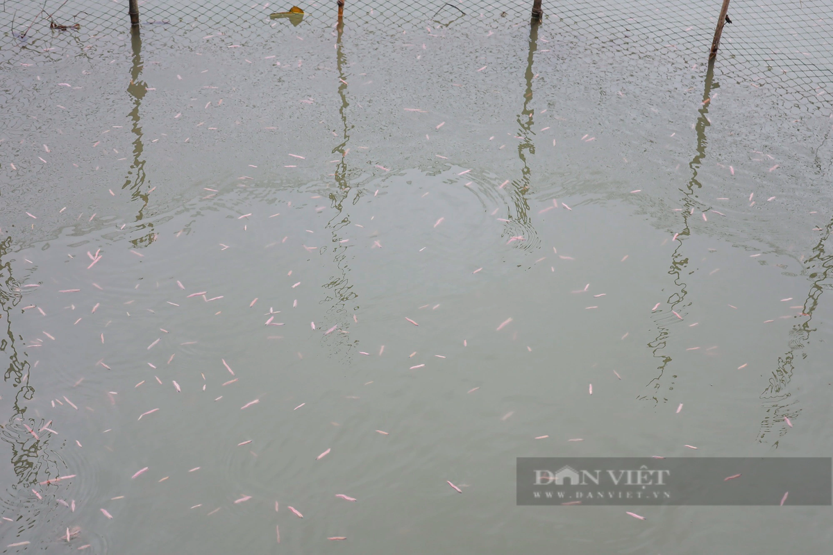 “Tháng chín đôi mươi, tháng mười mùng năm (Âm lịch)" là câu ca dân gian nói về thời điểm rươi nổi. Hàng năm, cứ từ tháng 9-11 (Âm lịch) khi nước thủy triều ngoài sông rút đi, rươi bắt đầu nổi lên, tràn vào ao ruộng, lúc này người dân sẽ bắt đầu đi thu hoạch rươi.