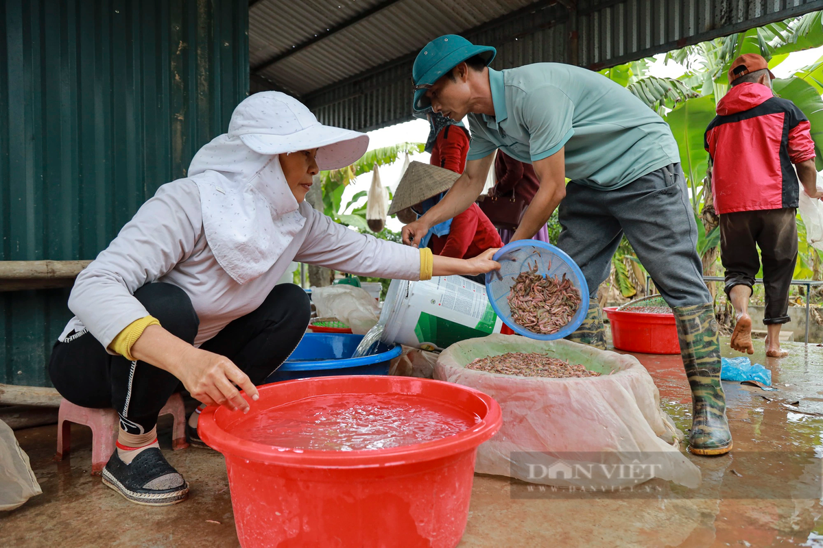 Tuy nhiên, ông Tơ cho biết, mỗi tháng vào mùa rươi, chỉ khai thác được số lượng lớn trong 2 - 3 ngày, còn càng về sau càng ít dần.