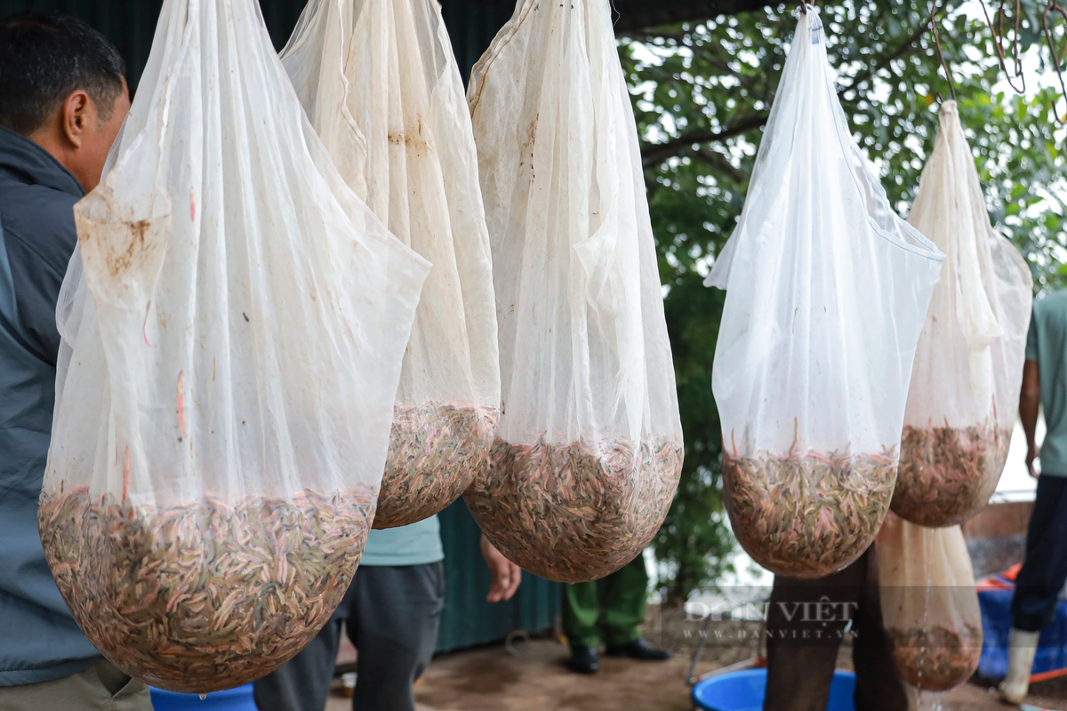 Rươi vớt lên sẽ được đổ vào túi lưới, treo lên cho nhả bớt nhớt và để ráo nước.