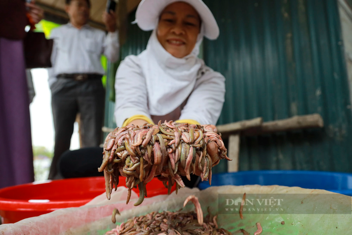 Với giá bán 300.000 đồng/kg, các hộ khai thác nguồn lợi tự nhiên rươi lớn tại thôn An Định, xã An Thanh, huyện Tứ Kỳ, tỉnh Hải Dương sẽ có thu nhập hàng trăm triệu đồng/ngày.