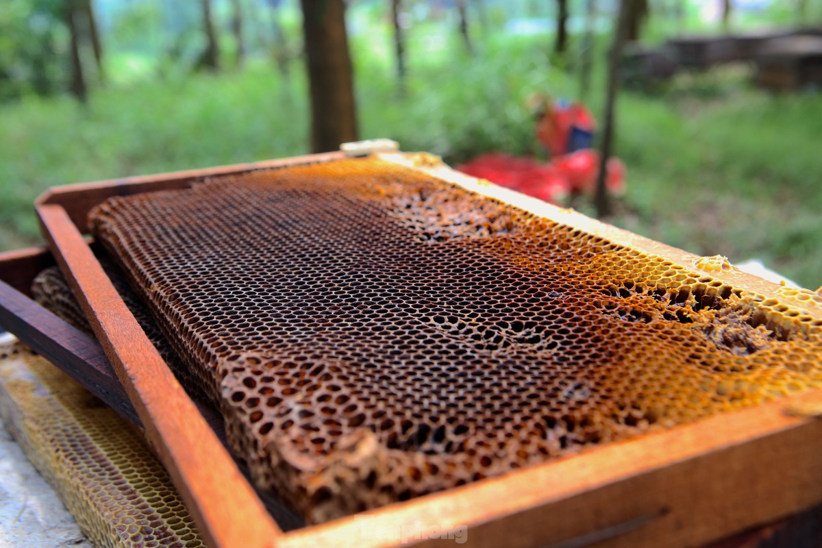 Sáp ong sau khi lấy mật.