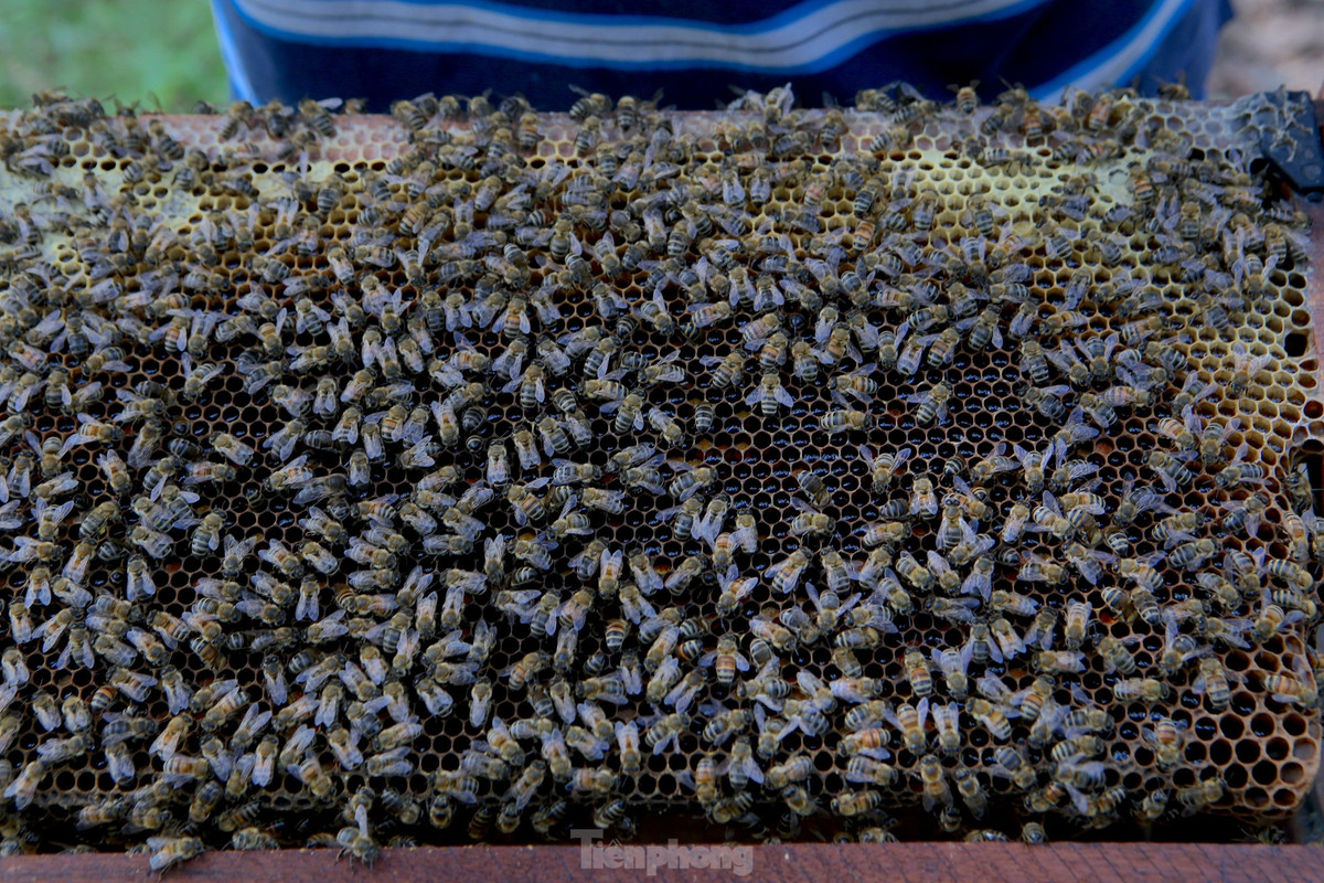 Theo người dân, nghề nuôi ong du mục là nghề cho ong ăn theo từng mùa hoa. Vậy nên họ đã thuộc nằm lòng những mùa hoa nào cho mật thơm ngon, những mùa hoa nở, những vùng đất nào có thể đến.