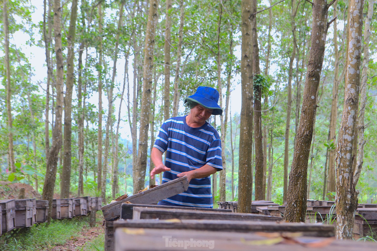 Vượt chặng đường gần 1.000km, ông Vũ Hữu Thuận (SN 1974) đưa hơn 200 tổ ong từ Đắk Lắk ra Hà Tĩnh để nuôi. Những đàn ong được nuôi trong các thùng gỗ, đặt thẳng hàng ở giữa tán rừng keo.