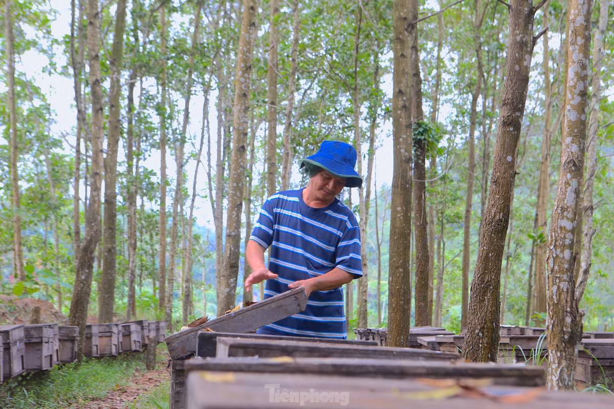 Vượt chặng đường gần 1.000km, ông Vũ Hữu Thuận (SN 1974) đưa hơn 200 tổ ong từ Đắk Lắk ra Hà Tĩnh để nuôi. Những đàn ong được nuôi trong các thùng gỗ, đặt thẳng hàng ở giữa tán rừng keo.