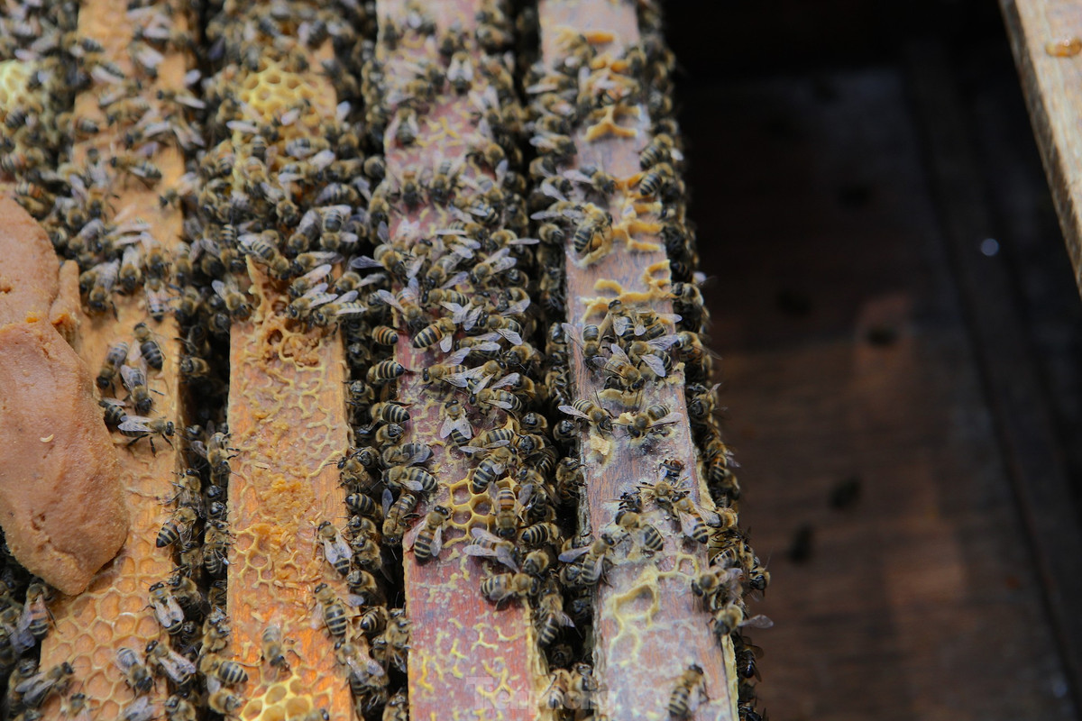 Người nuôi ong cho biết, từ tháng 4 hàng năm, họ bắt đầu đưa ong ra vùng miền Trung, miền Bắc. Thời điểm này nhiều loài hoa nở, ong ăn để làm mật. Và đến cuối tháng 10, khi hết mùa hoa, trời chuyển lạnh, đàn ong lại được họ di chuyển vào Tây Nguyên.