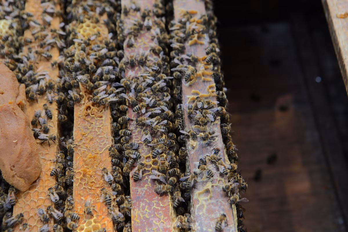 Người nuôi ong cho biết, từ tháng 4 hàng năm, họ bắt đầu đưa ong ra vùng miền Trung, miền Bắc. Thời điểm này nhiều loài hoa nở, ong ăn để làm mật. Và đến cuối tháng 10, khi hết mùa hoa, trời chuyển lạnh, đàn ong lại được họ di chuyển vào Tây Nguyên.