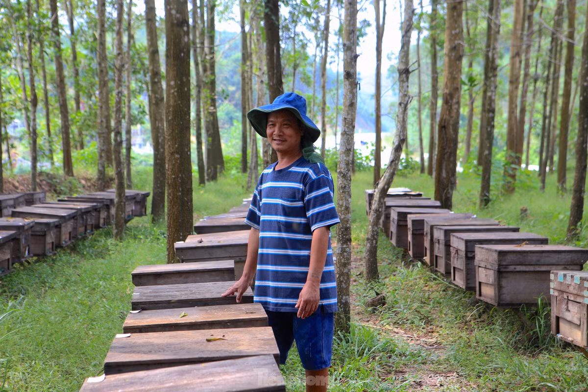 Đến mùa hoa, những người nuôi ong du mục lại vượt cả ngàn km để đến vùng đất mới chăn ong. Họ cần mẫn, lặng lẽ dâng cho đời hương thơm mật ngọt, thứ quà tặng tinh khiết nhất của tự nhiên.