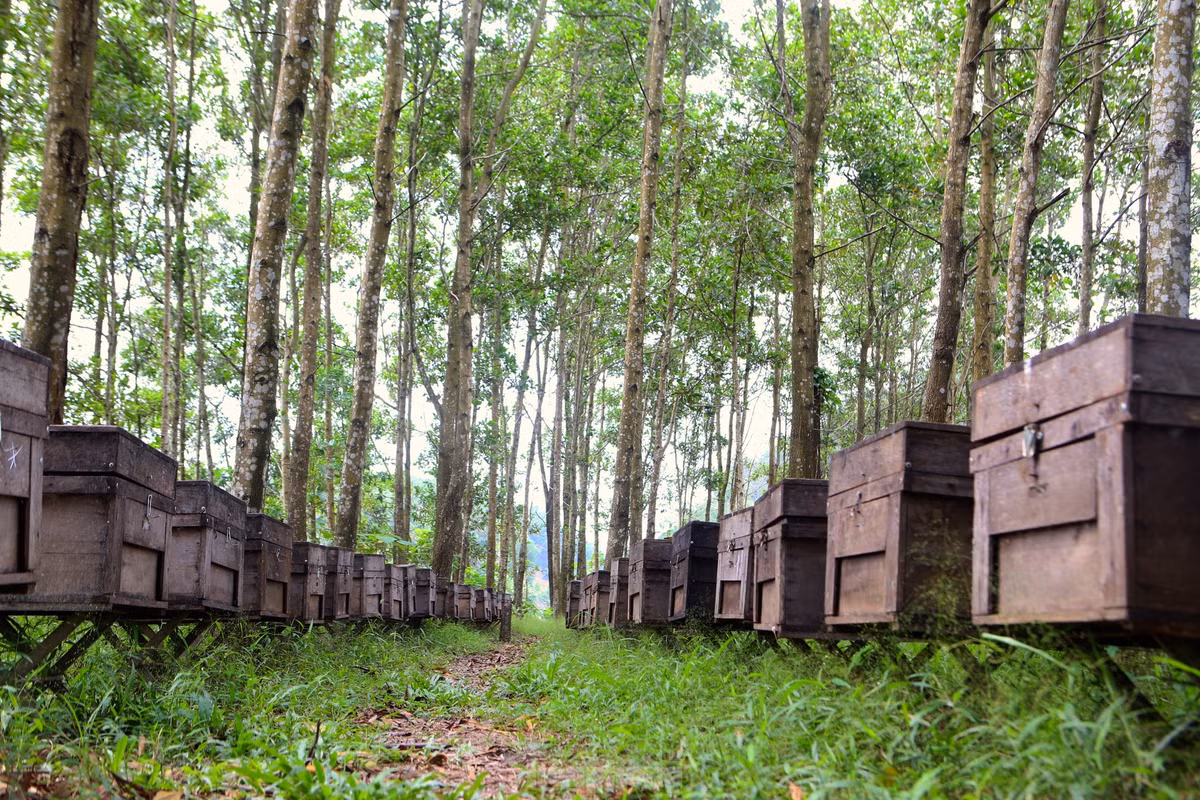 Theo những mùa hoa nở, người làm nghề “chăn ong” du mục lại mải miết dẫn ong đi các địa phương. Tại các tán rừng keo ở huyện Hương Sơn (Hà Tĩnh) những người dân ở các tỉnh Tây Nguyên đã dựng lán, nuôi ong trong chiếc thùng gỗ.