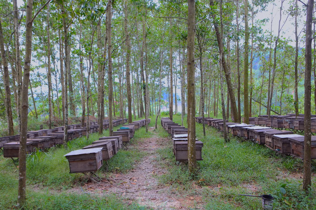 Theo người nuôi, ong có nguồn gốc từ nước ngoài. Chu kỳ lấy mật phụ thuộc theo thời tiết, thường kéo dài 10 - 15 ngày. Sau khi ong lấy mật và sáp phủ kín khoảng 2/3 khay, người nuôi xông khói để đuổi ong đi. Mỗi lần thu hoạch được 8 tạ, tính theo mùa đạt hàng chục tấn mật. Giá bán 2 triệu đồng/tạ.