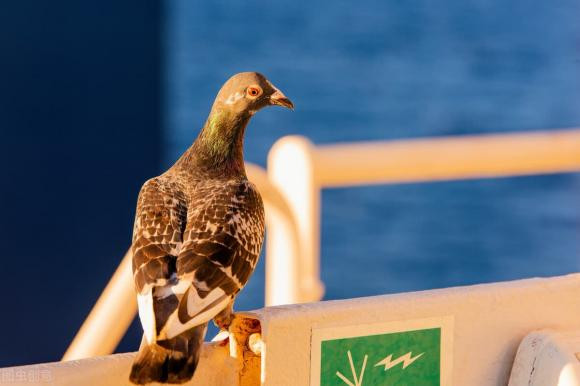 Lam the nao chim bo biet vi tri chinh xac de chuyen buc thu di?-Hinh-6