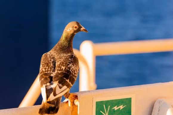 Lam the nao chim bo biet vi tri chinh xac de chuyen buc thu di?-Hinh-6