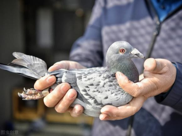 Lam the nao chim bo biet vi tri chinh xac de chuyen buc thu di?-Hinh-4