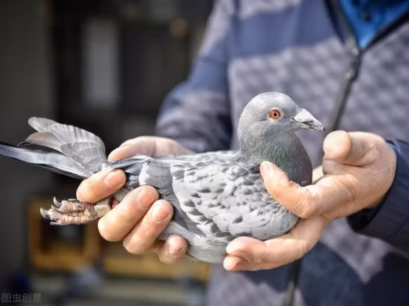 Lam the nao chim bo biet vi tri chinh xac de chuyen buc thu di?-Hinh-4