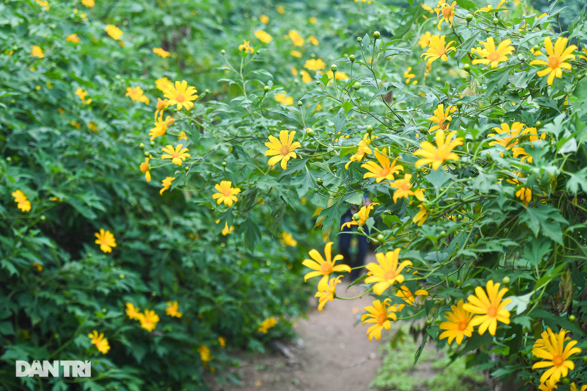 Gần 500 gốc cây hoa dã quỳ được chủ nhân vườn trồng, lấy giống cây từ Vườn Quốc gia Ba Vì. Đại diện vườn dã quỳ cho biết, khu vực này trước kia vốn để trồng sen tuy nhiên năm nay sen mất mùa nên đã nảy ra ý tưởng trồng hoa dã quỳ. "Cách đây vài năm tôi có lên Ba Vì ngắm hoa dã quỳ nở, thấy đẹp tôi quyết tâm mang giống cây về vườn trồng", anh Đạt - đại diện vườn cho biết.