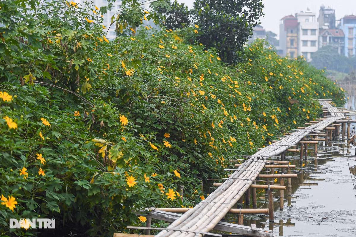 Từ những ngày đầu tiên chỉ khoảng 10 cây, anh Đạt cho biết sau 5 năm nhân giống giờ vườn hoa dã quỳ đã có khoảng gần 500 cây.