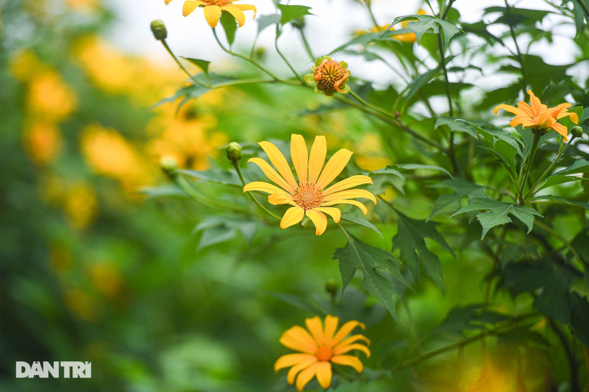 Hoa dã quỳ còn được biết đến với nhiều tên gọi như cúc quỳ hay hướng dương dại. Hà Nội đang se lạnh, phù hợp cho mọi người tới vườn hoa dã quỳ để tham quan, chiêm ngưỡng vẻ đẹp của loài hoa như một "biểu tượng của Đà Lạt" giữa lòng Thủ đô.