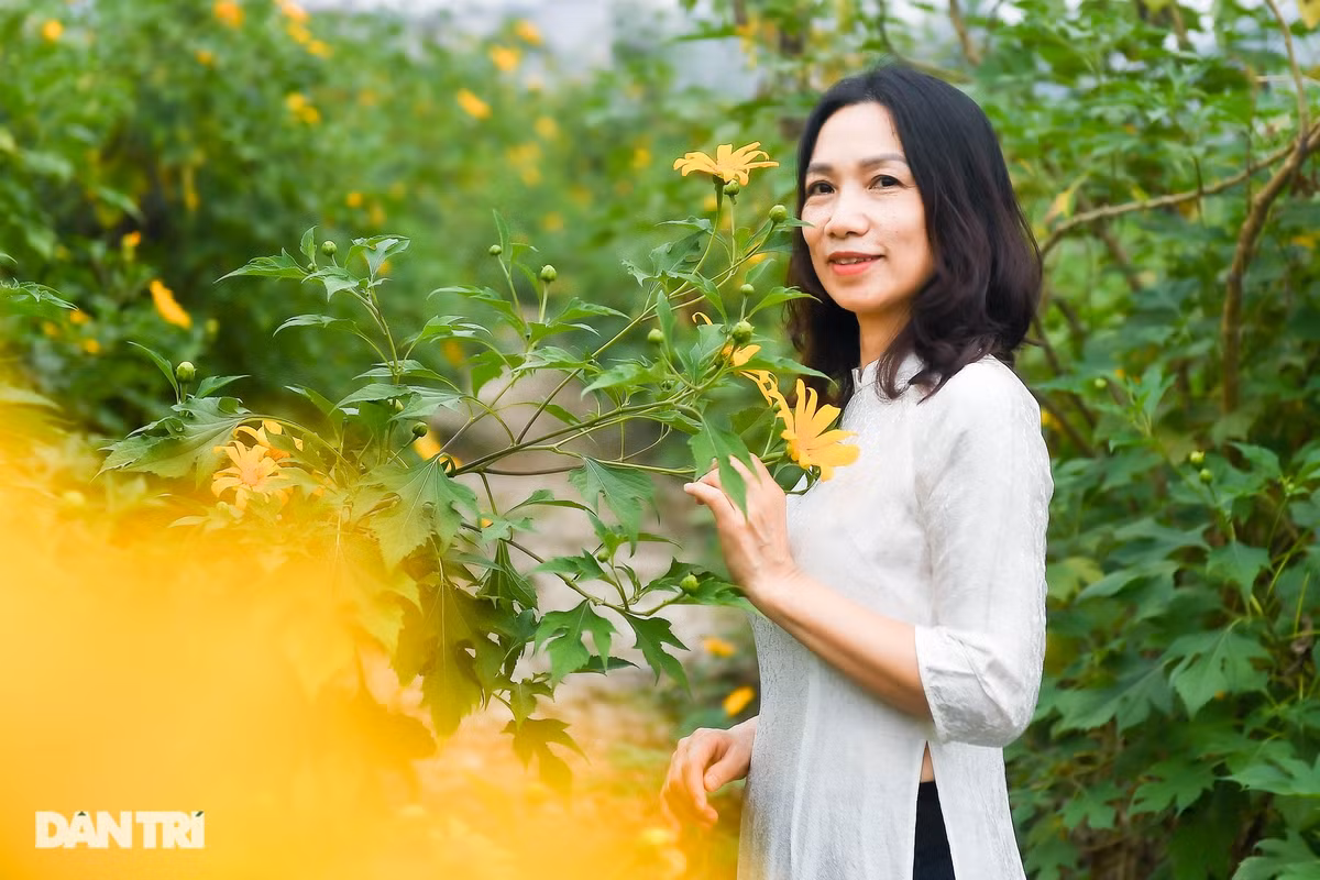 Chị Bùi Thị Xuân (Hà Đông, Hà Nội) đến vườn hoa dã quỳ để chụp ảnh. "Hoa dã quỳ ở vườn này khá dày đặc giúp du khách có nhiều góc để chụp ảnh. Dã quỳ nở vàng rực cả một vùng trên một đầm nước được bao bọc bởi các tòa nhà cao tầng, đem lại cảm giác thư thái", chị Xuân chia sẻ.