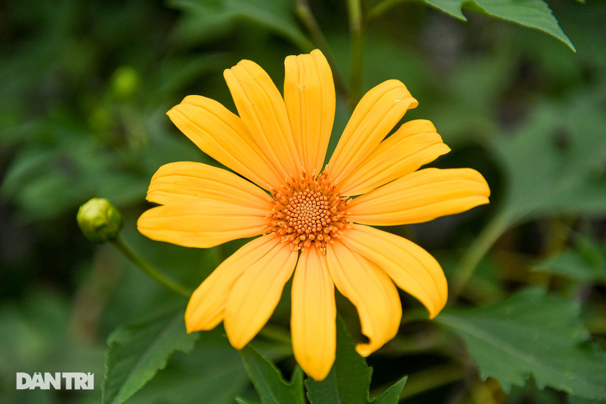 Dù không bạt ngàn như ở Đà Lạt, hay có hàng hoa kéo dài cả trăm mét như Ba Vì nhưng những bông hoa dã quỳ ở Xuân Đỉnh, Bắc Từ Liêm (Hà Nội) vẫn tạo nên các thảm hoa vàng đẹp mắt. Vườn hoa dã quỳ khoảng gần 500 gốc đang nở rộ, thu hút sự quan tâm của nhiều người dân.