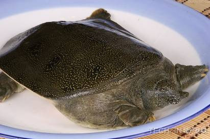 Trịnh Linh Công thấy vậy liền hỏi nguyên nhân vì sao hai vị khách lại cười. Tử Gia đem chuyện trên đường và việc tiên đoán trước sẽ được ban thưởng mỹ vị lạ kể cho Trịnh Linh Công nghe. Thấy vậy, Linh Công không nói lời nào, đợi tới khi thịt rùa đã chế biến xong liền mời các đại thần tới để ban thưởng.