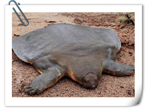 Sau này sự việc này được đúc kết thành câu tục ngữ “Nhiễm chỉ vu đỉnh”, ý khuyên bảo người đời sau không thể tùy ý chiếm đoạt lợi ích của người khác. Mặc dù chỉ là ham muốn của đời sống, nhưng nếu loại bỏ được nó thì sẽ không gây họa diệt thân.