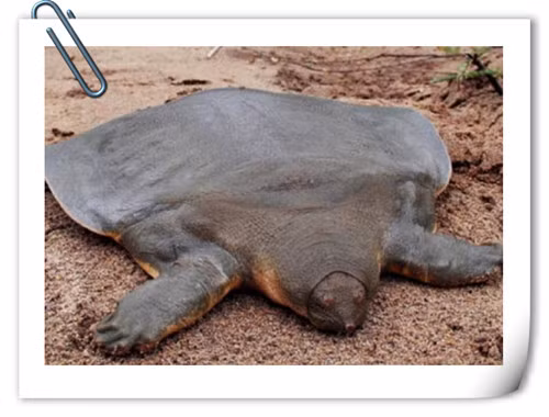 Sau này sự việc này được đúc kết thành câu tục ngữ “Nhiễm chỉ vu đỉnh”, ý khuyên bảo người đời sau không thể tùy ý chiếm đoạt lợi ích của người khác. Mặc dù chỉ là ham muốn của đời sống, nhưng nếu loại bỏ được nó thì sẽ không gây họa diệt thân.