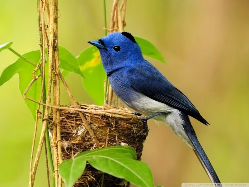 Ai sinh thang Am lich co menh phu quy, ca doi tot lanh-Hinh-3