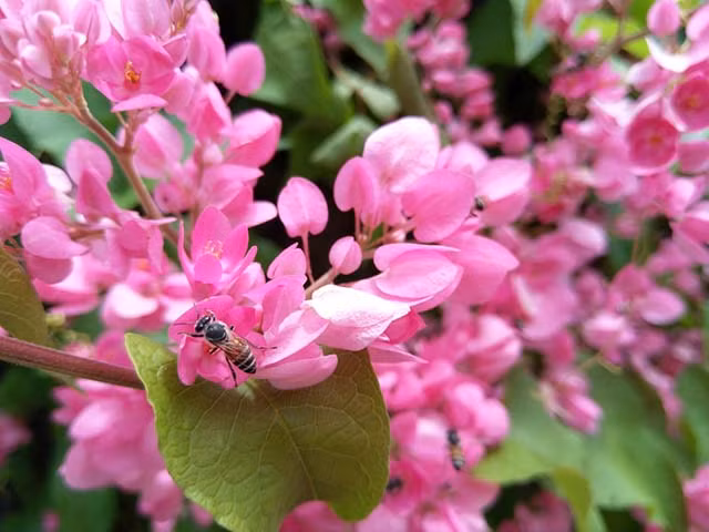 Khó khăn đến mấy cũng lạc quan, 3 con giáp làm ăn phát đạt - Hình 2 Kho khan den may cung lac quan, 3 con giap lam an phat dat-Hinh-2
