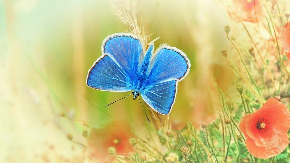 4 con giap khong con thay co don trong mua thu nay