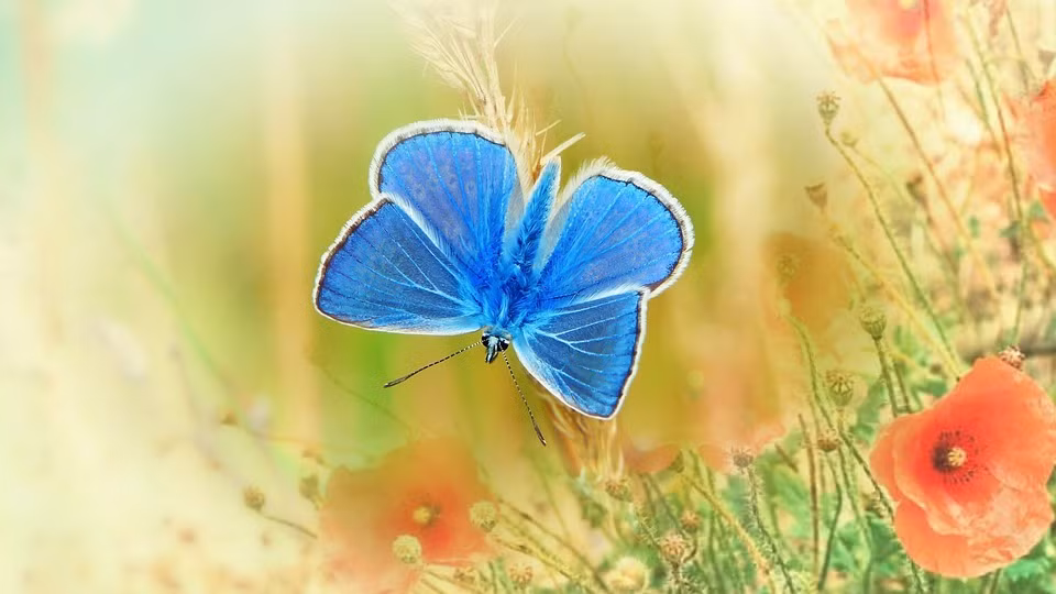 4 con giap khong con thay co don trong mua thu nay