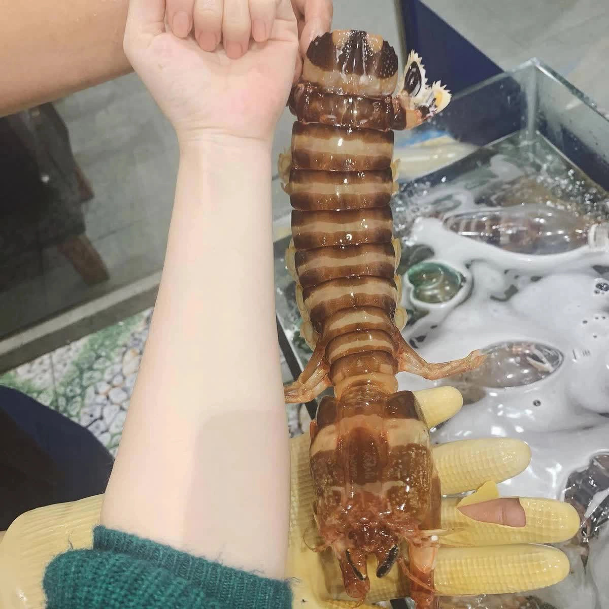 Bề bề chúa khổng lồ, cá lạ kêu eng éc giá cao vẫn đắt khách Be be chua khong lo, ca la keu eng ec gia cao van dat khach