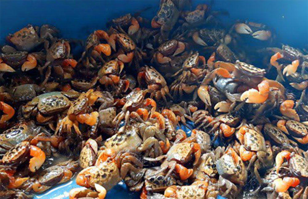 Bề bề chúa khổng lồ, cá lạ kêu eng éc giá cao vẫn đắt khách - Hình 2 Be be chua khong lo, ca la keu eng ec gia cao van dat khach-Hinh-2