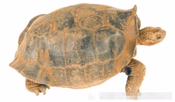 Cac nha khoa hoc dang co gang mang lai 9 loai da tuyet chung-Hinh-4