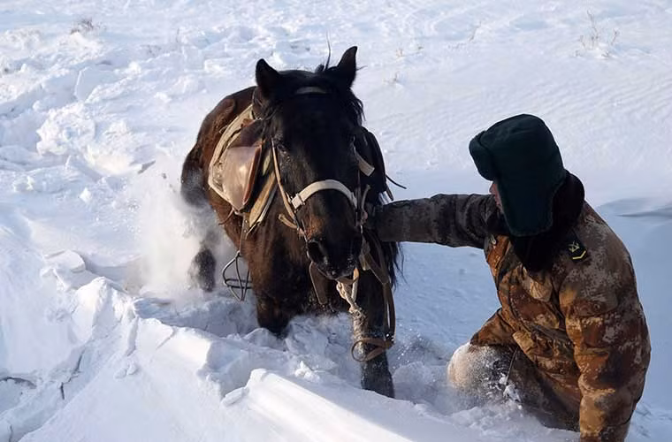 Ngựa của lính biên phòng Trung Quốc mắc trong tuyết dày. Ở các vùng biên giới hiện nay, lính Trung Quốc dùng khá nhiều bò và ngựa để đi tuần tra thay vì các phương tiện cơ giới.
