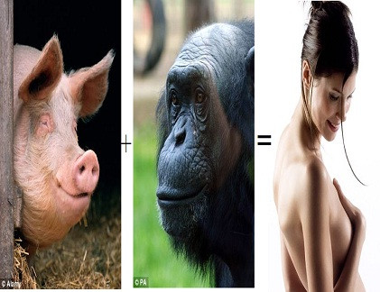 Con người tiến hóa sau khi một con tinh tinh cái giao phối với một con lợn.