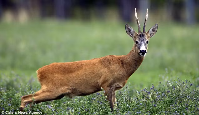 Một con nai ở Neusiedler See, Italia dường như mất cảnh giác khi nhiếp ảnh gia chộp khoảnh khắc sexy này.