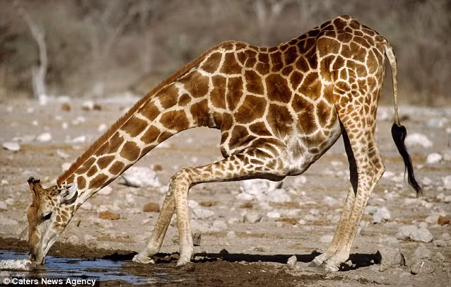 Tư thế hươu cao cổ uống nước ở hồ nước Klein Namutoni, Namibia.