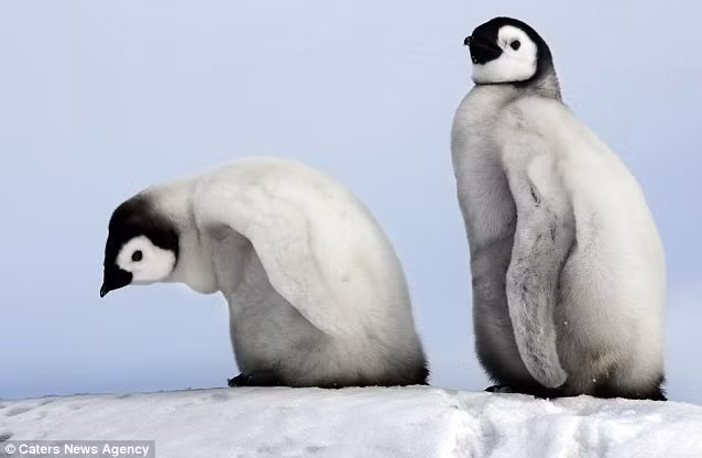 Chim cánh cụt Hoàng đế ở Snow Hill, Nam Cực.