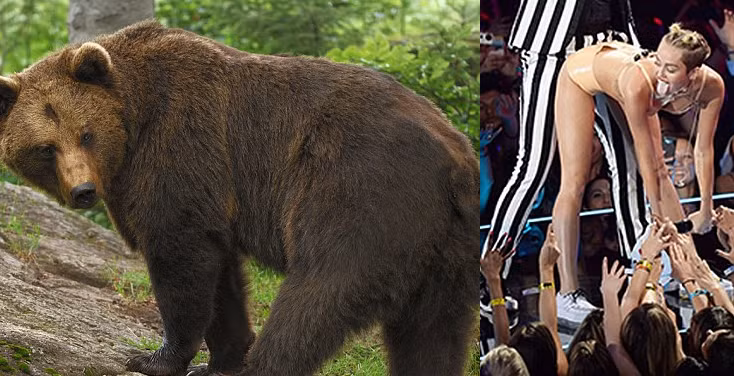 Tư thế sexy, vô cùng gợi tình của nữ ca sĩ Miley Cyrus khi biểu diễn tại lễ trao giải VMA vào tháng 8/2013 đã được các loài động vật tái hiện lại vô cùng sinh động. Trong ảnh một con gấu nâu ở Đức tái hiện tư thế nhảy nổi tiếng của Miley.