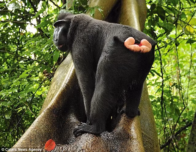 Khỉ mào đen tại Khu Bảo tồn thiên nhiên Tangkok ở Indonesia.