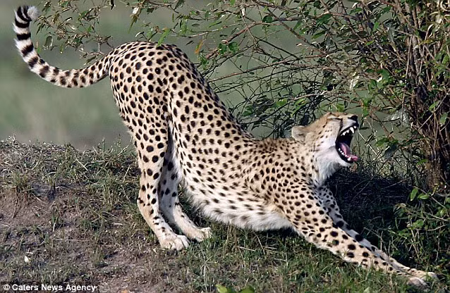 Báo đốm tại Maasai Mara, Kenya kéo dãn thân trong tư thế sexy hoàn hảo.
