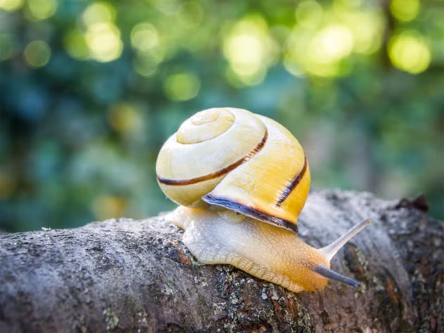 Loài ốc sên Allopeas myrmekophilos chỉ gần đây mới được phát hiện. Không giống như các sinh vật trong danh sách kể trên, loài ốc này không thực sự trông giống như một con kiến. Nhưng nó có một chất nhờn đặc biệt, có mùi thơm có thể dụ kiến bắt chúng về tổ. Khi đã ở bên trong tổ, nó dừng không tiết ra mùi nữa để không bị kiến ăn thịt. Sau đó sống nhờ vào nguồn cung cấp thực phẩm từ trong chính tổ kiến.