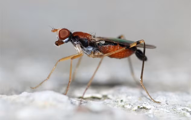 Ruồi chân cà kheo (Micropezidae) vì sở hữu một đôi chân dài. Một số loài (trong chi Mimegralla) vẫy chân trước của chúng vòng vòng để bắt chước ong bắp cày, loài khác trong chi strongylophthalmyiid thì bắt chước kiến . Nó có thể không được hoàn hảo, nhưng ít nhất so với những con ruồi khác, nó có thể dễ dàng thoát khỏi mắt kẻ thù.