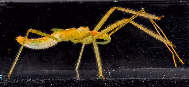 Bộ cánh nửa là nhóm côn trùng bao gồm khoảng 50,000-80,000 loài. Một số rất ít trong số loài này trông giống như những con kiến mạnh mẽ và sống gắn bó với nhau trong một nhóm, làm cho chúng trông giống như một đàn kiến thật sự.