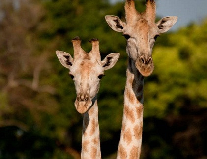 Ảnh minh họa. Ảnh: Alamy/File