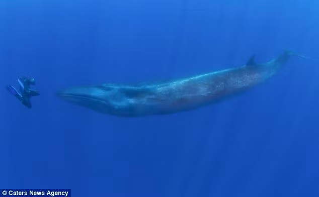 Một thợ lặn tên Reinhard Mink đã dũng cảm mặt đối mặt với một con cá voi dài tới 15m ở vùng biển gần quần đảo Azores, Bồ Đào Nha.